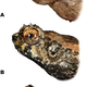 C is Ophryophryne elfina (Image: N.A. Poyarkov/N.L. Orlov./ZooKeys)
